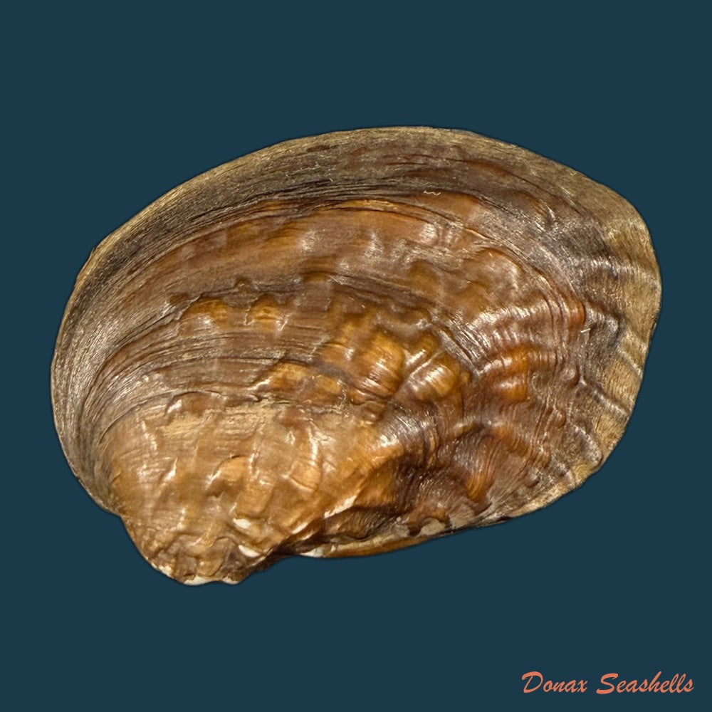 lamprotula-caveata-heude-1877-63-6mm-copia-1