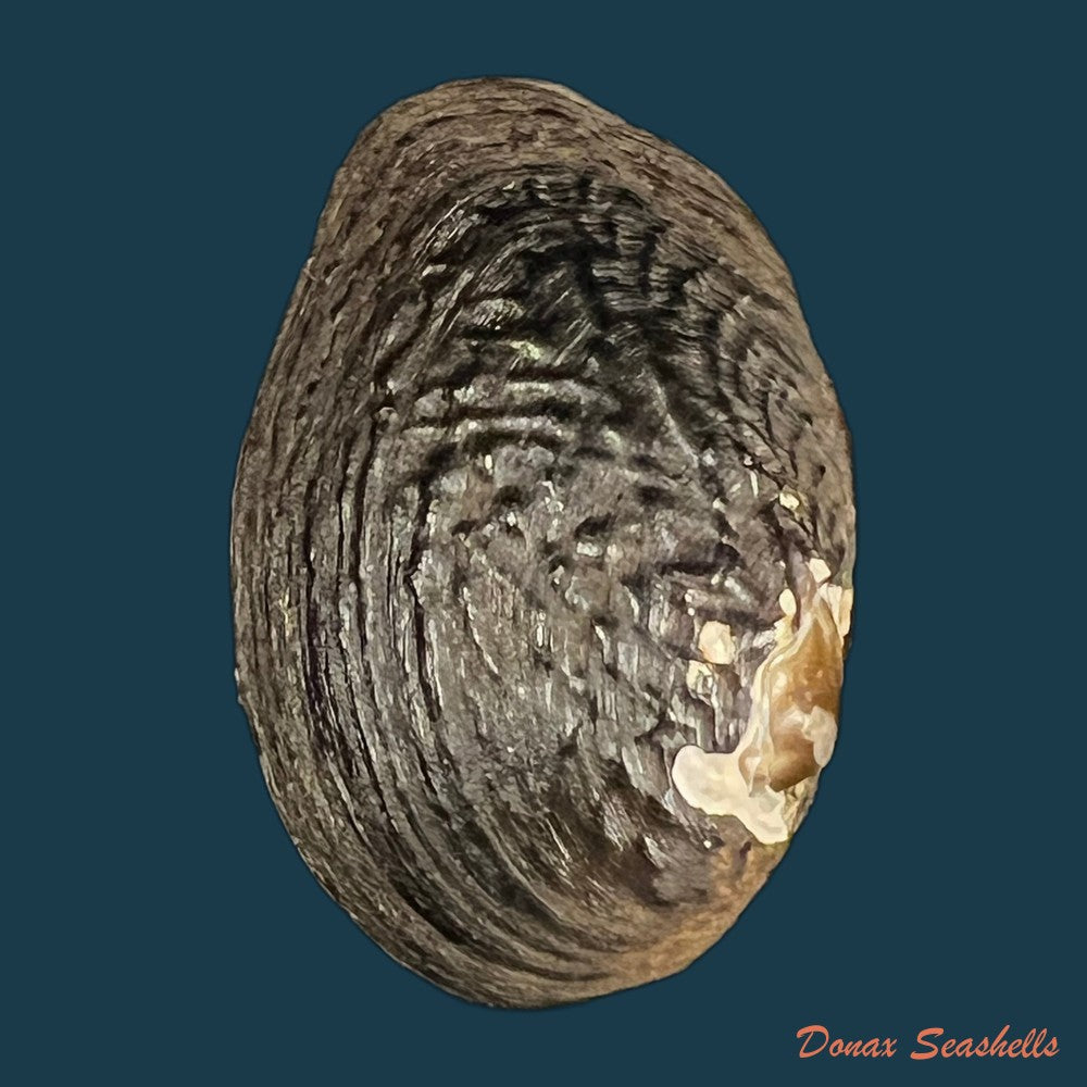 lamprotula-caveata-heude-1877-63-6mm-copia