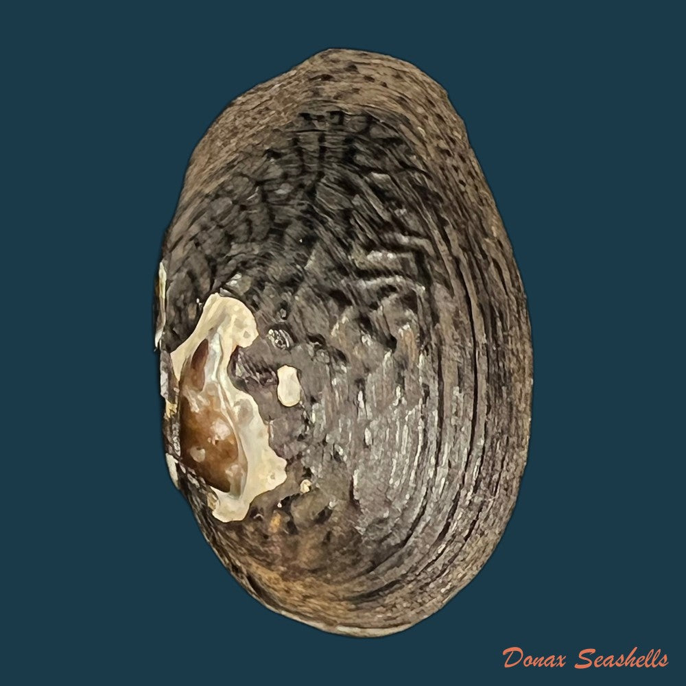 lamprotula-caveata-heude-1877-63-6mm-copia