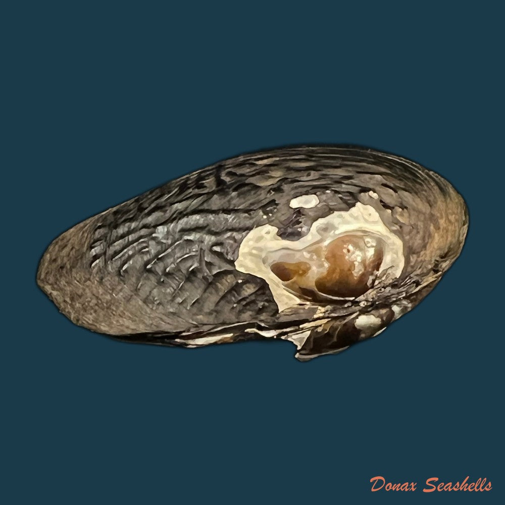 lamprotula-caveata-heude-1877-63-6mm-copia