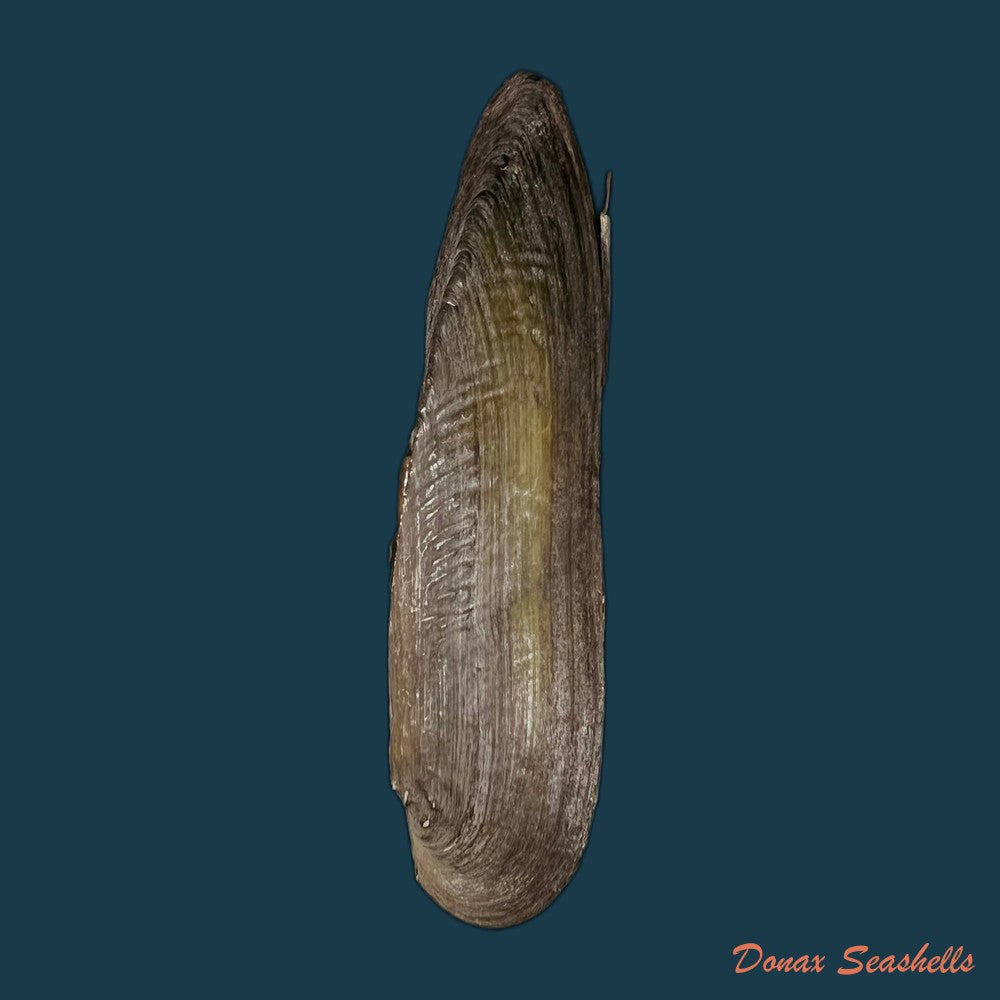 lanceolaria-grayii-j-e-gray-1833-105-1mm-copia-1