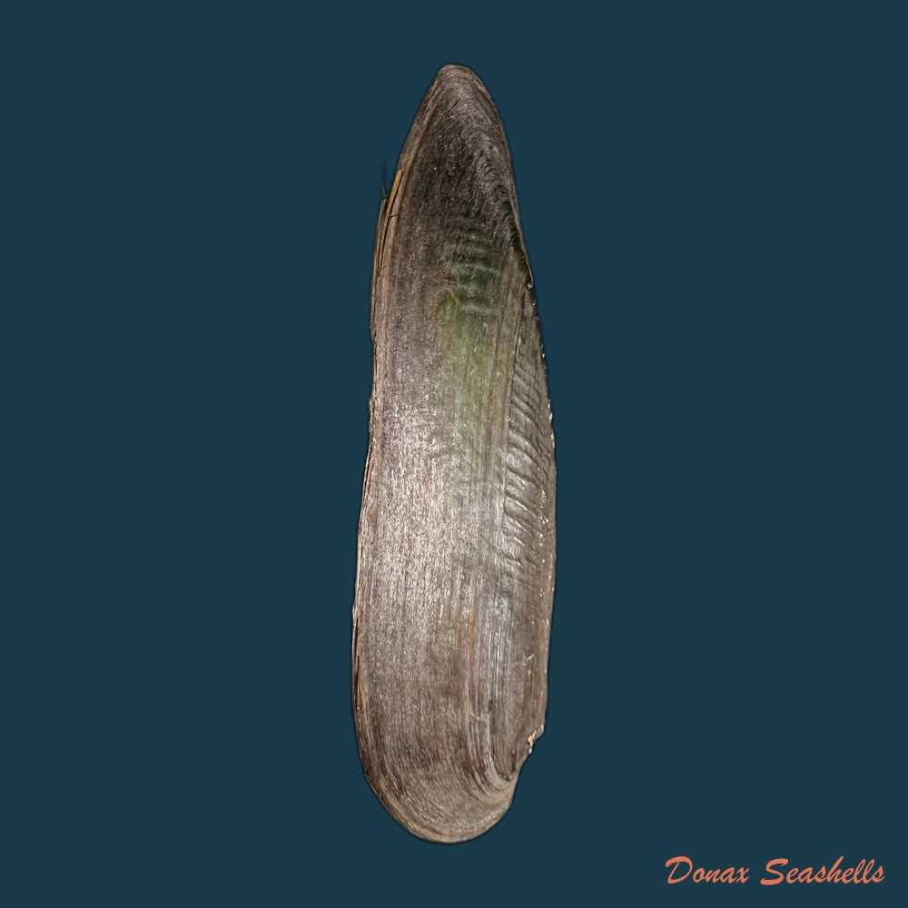 lanceolaria-grayii-j-e-gray-1833-105-1mm-copia-1