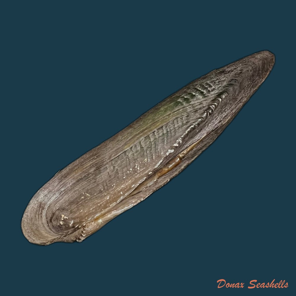 lanceolaria-grayii-j-e-gray-1833-105-1mm-copia-1