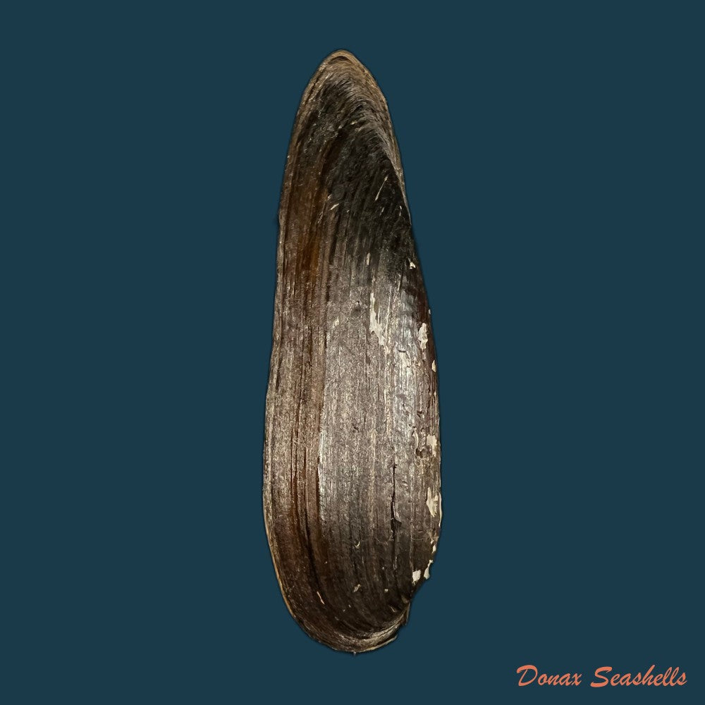 lanceolaria-grayii-j-e-gray-1833-105-1mm-copia