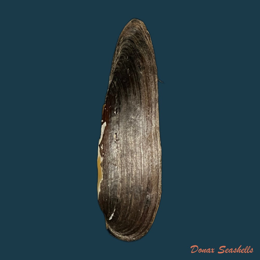 lanceolaria-grayii-j-e-gray-1833-105-1mm-copia