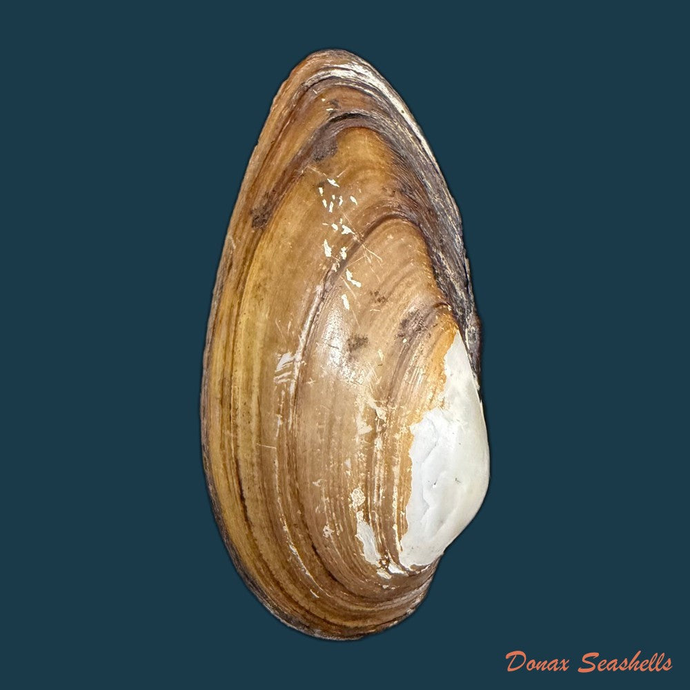 lanceolaria-grayii-j-e-gray-1833-87-2mm-copia
