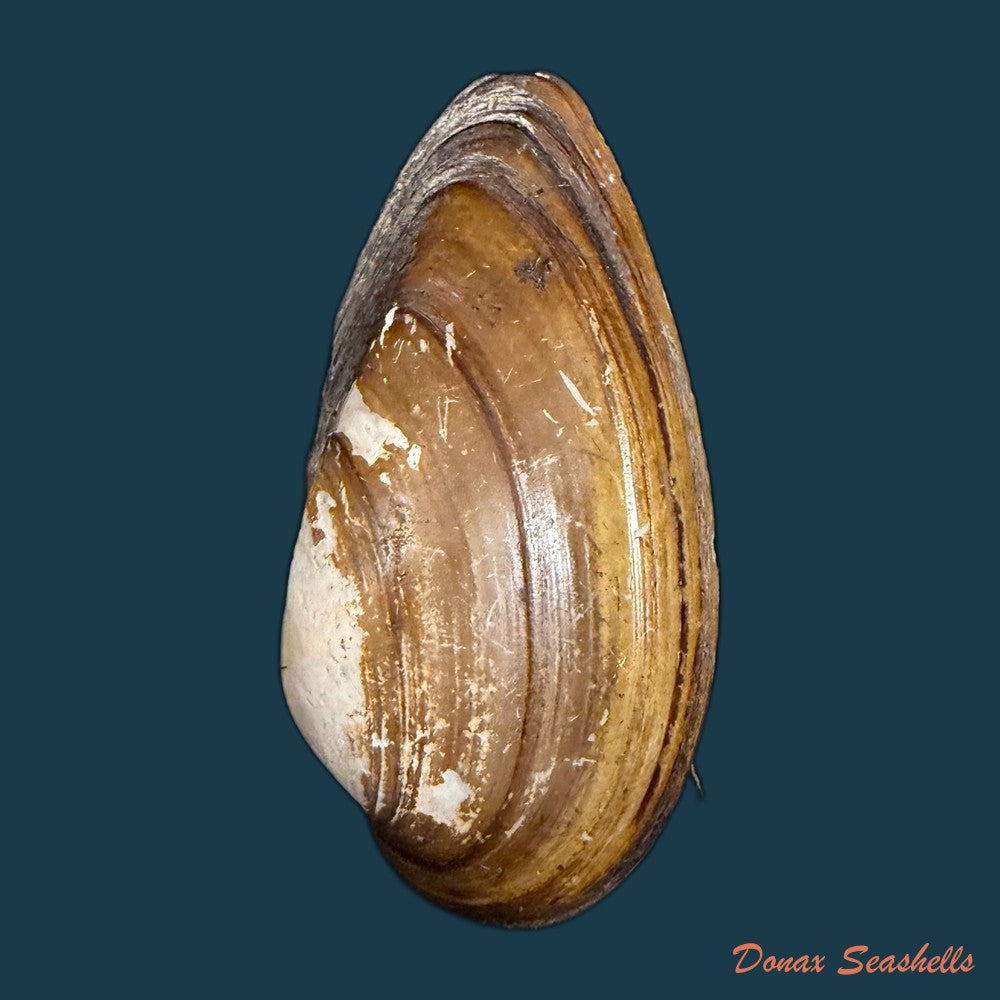 lanceolaria-grayii-j-e-gray-1833-87-2mm-copia