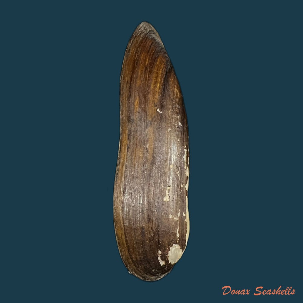 lanceolaria-grayii-j-e-gray-1833-88-8mm-copia