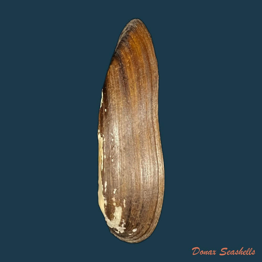 lanceolaria-grayii-j-e-gray-1833-88-8mm-copia