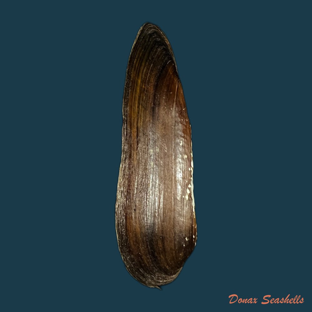 lanceolaria-grayii-j-e-gray-1833-89-1mm-copia