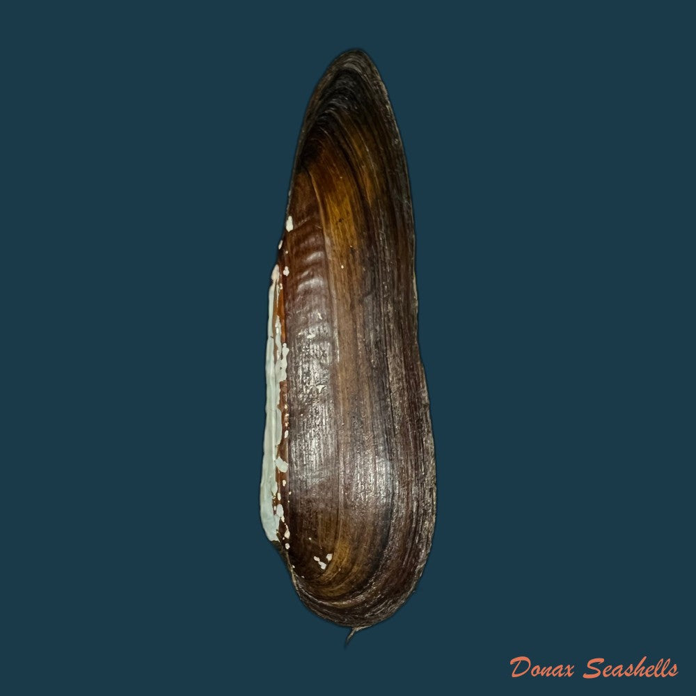 lanceolaria-grayii-j-e-gray-1833-89-1mm-copia