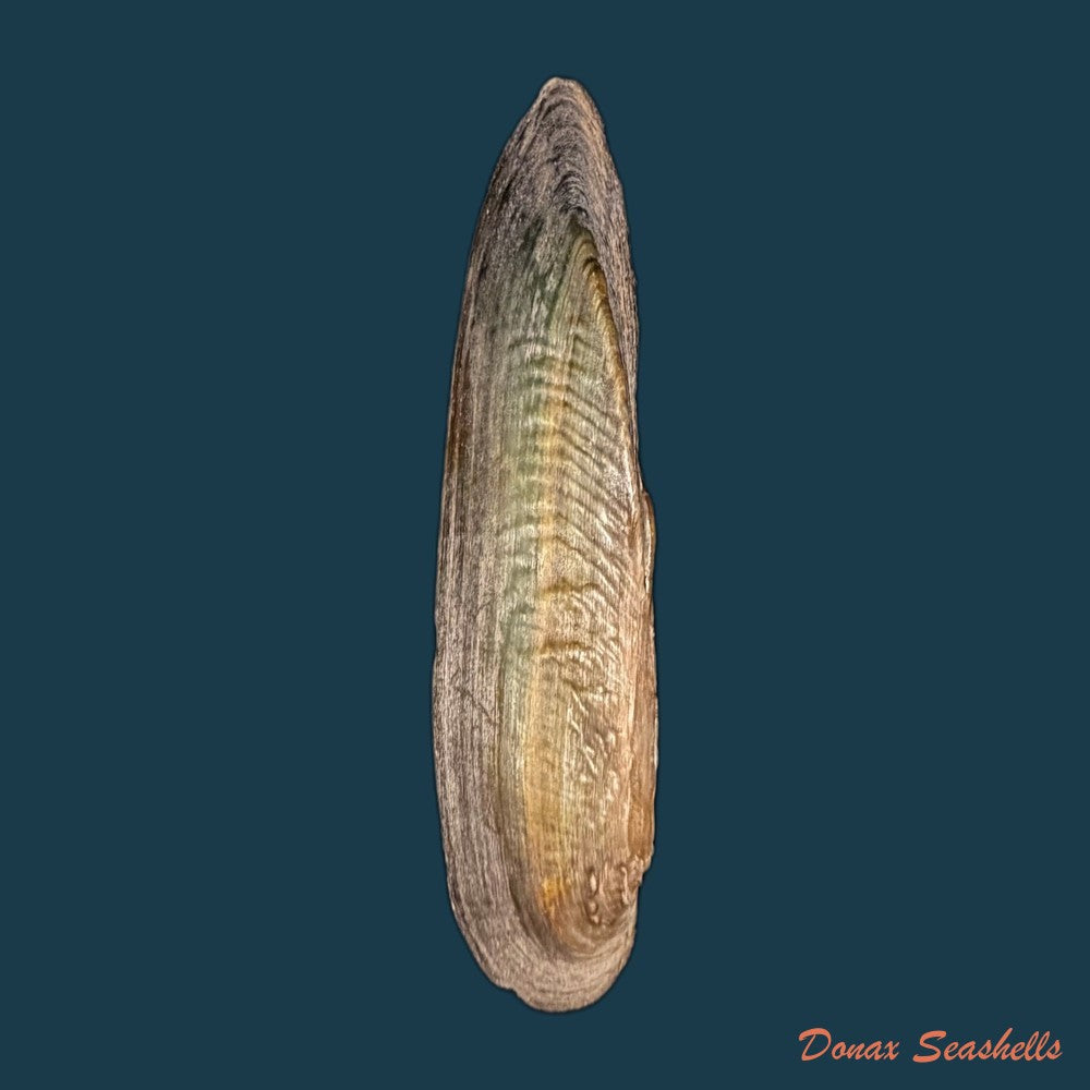 lanceolaria-grayii-j-e-gray-1833-96-3mm-copia-1
