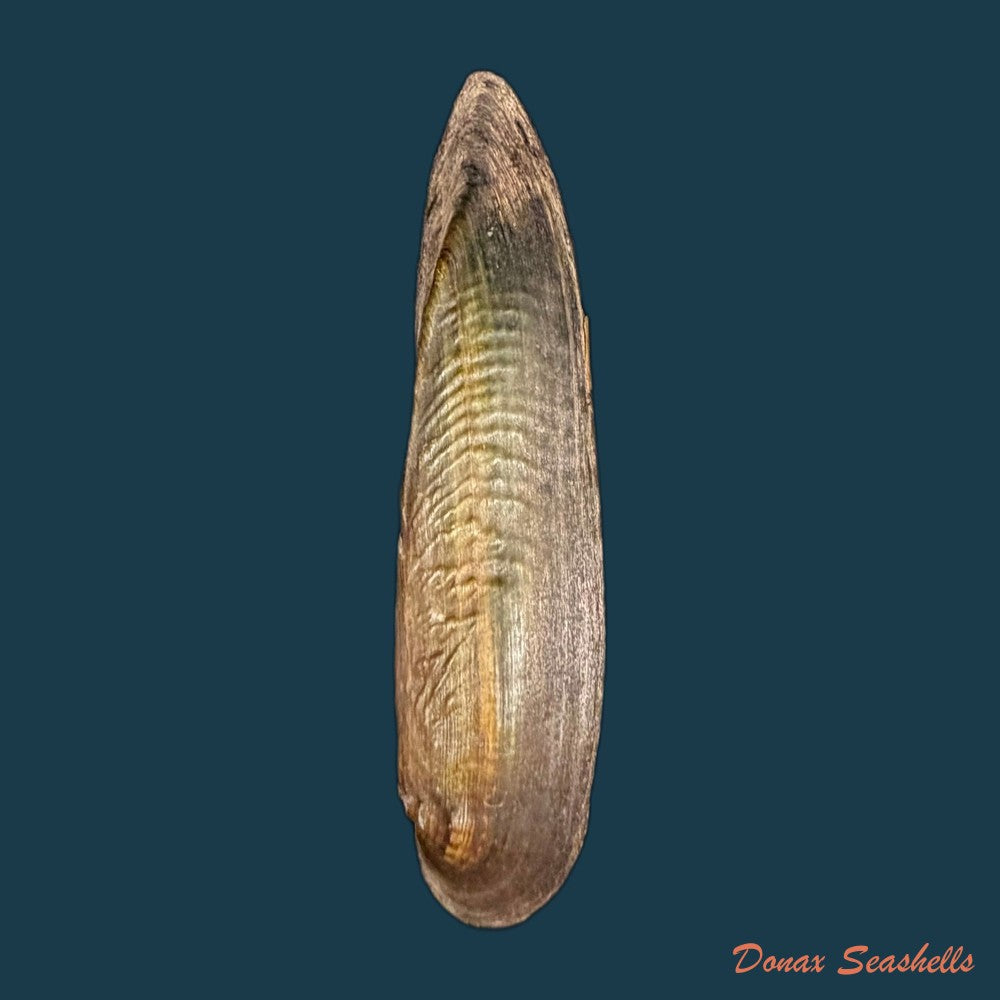 lanceolaria-grayii-j-e-gray-1833-96-3mm-copia-1