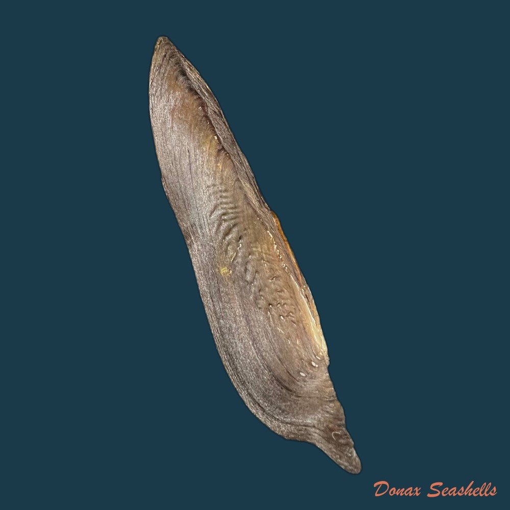 lanceolaria-grayii-j-e-gray-1833-96-3mm-copia