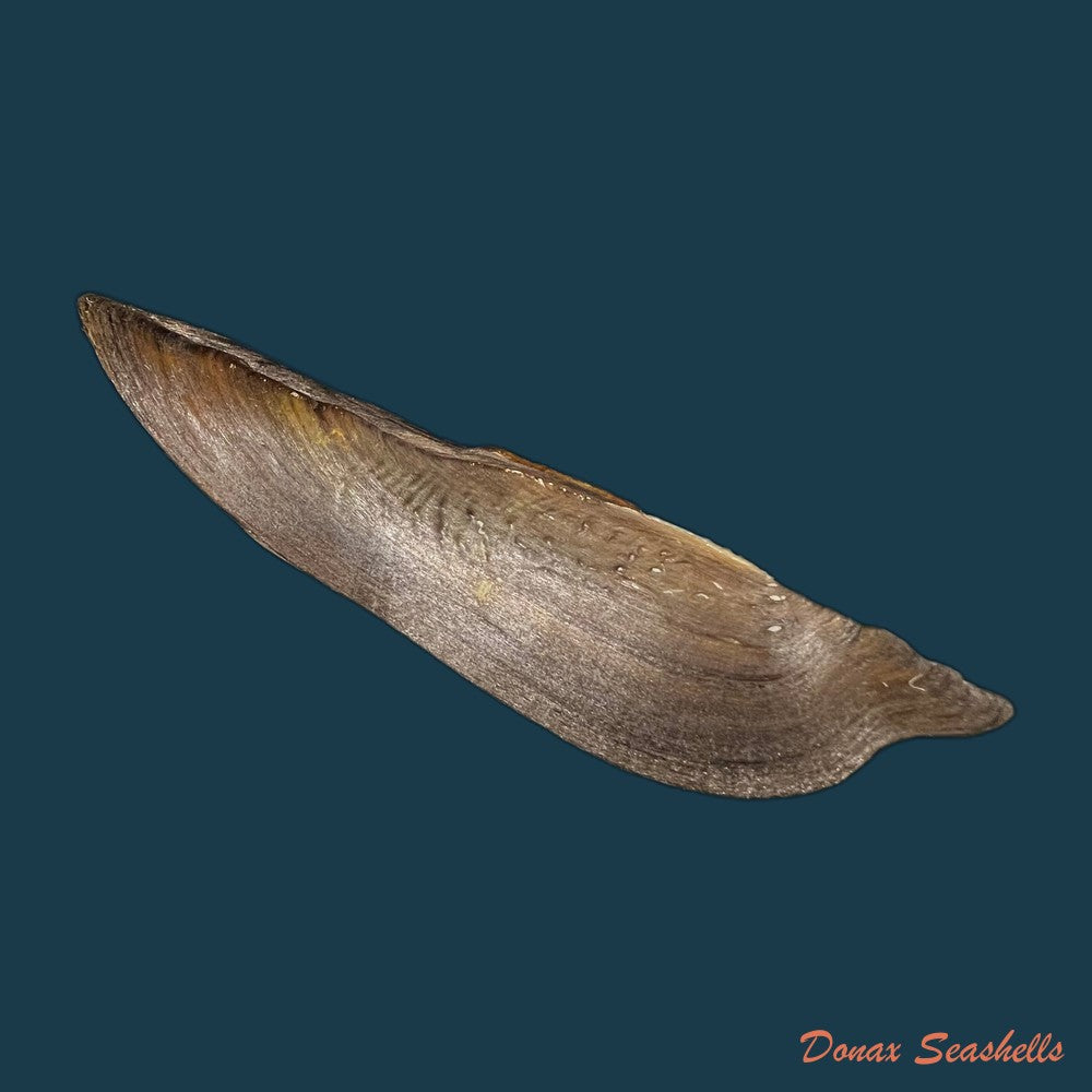lanceolaria-grayii-j-e-gray-1833-96-3mm-copia