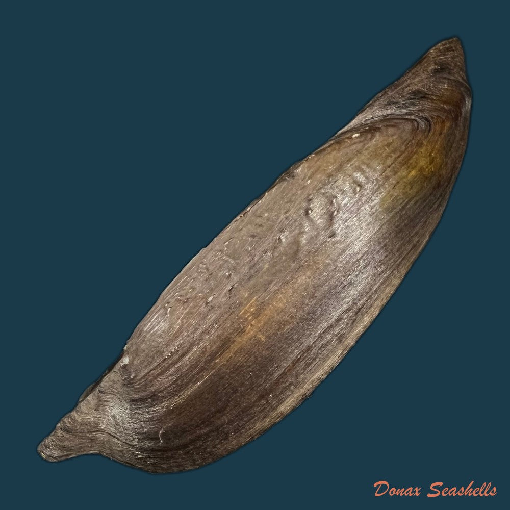 lanceolaria-grayii-j-e-gray-1833-96-3mm-copia