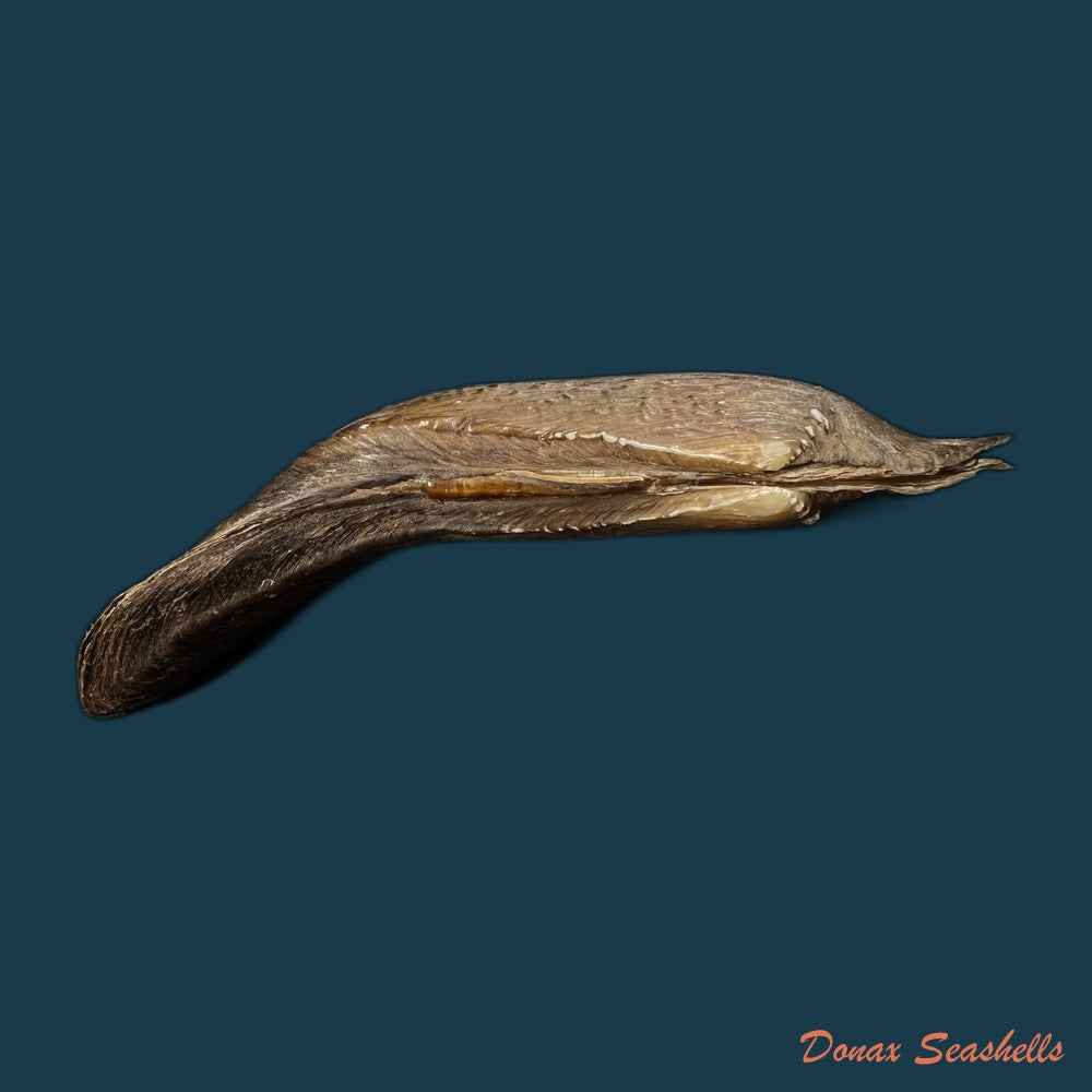 lanceolaria-grayii-j-e-gray-1833-96-3mm-copia
