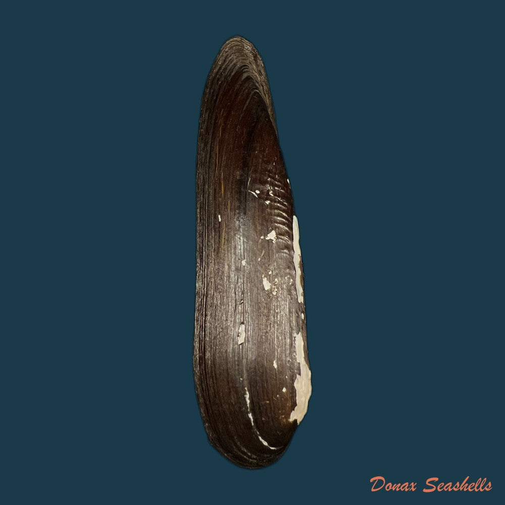 lanceolaria-oxyrhyncha-von-martens-1861-68mm-copia