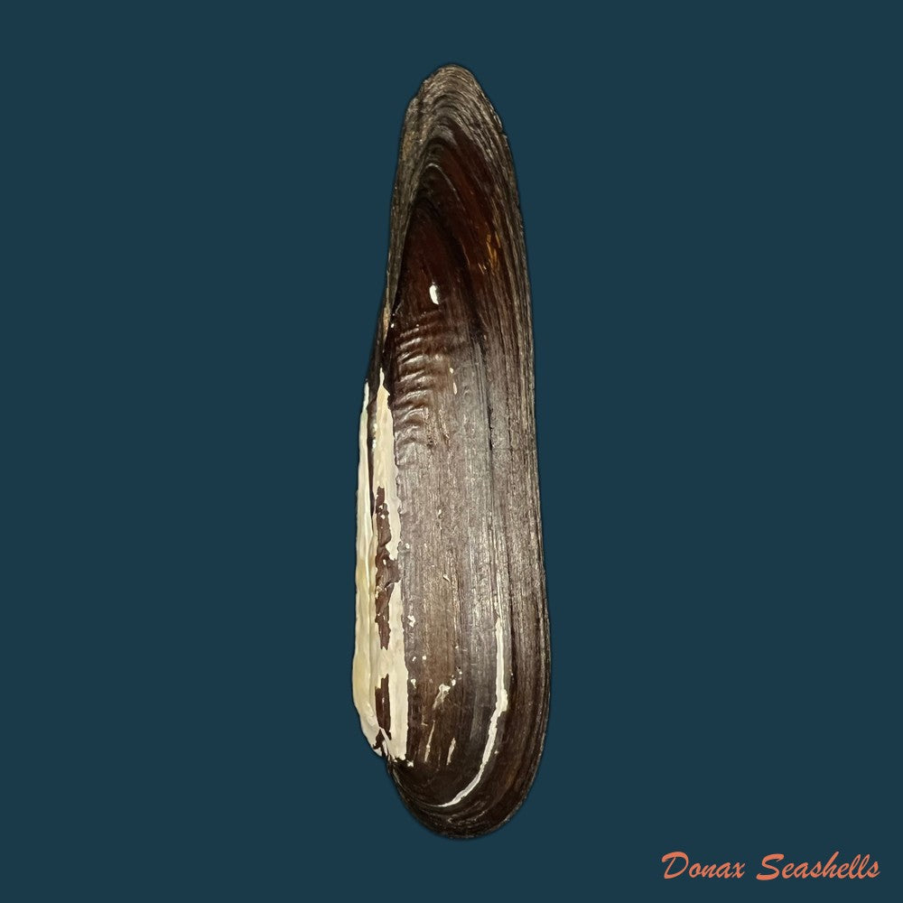 lanceolaria-oxyrhyncha-von-martens-1861-68mm-copia