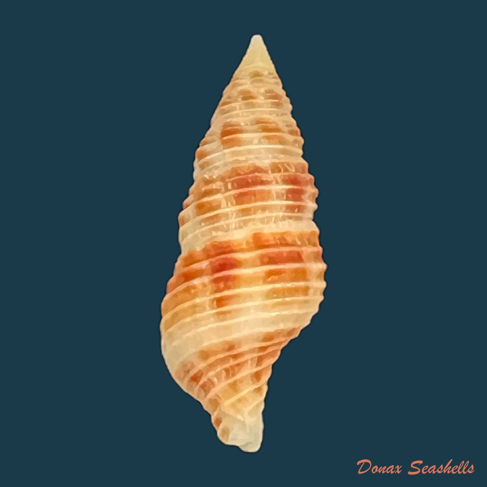 latirus-belcheri-reeve-1847-87-3mm-copia