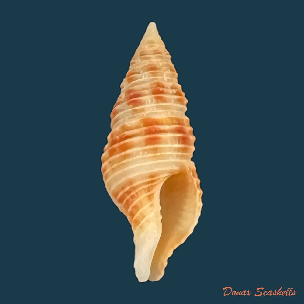 latirus-belcheri-reeve-1847-87-3mm-copia