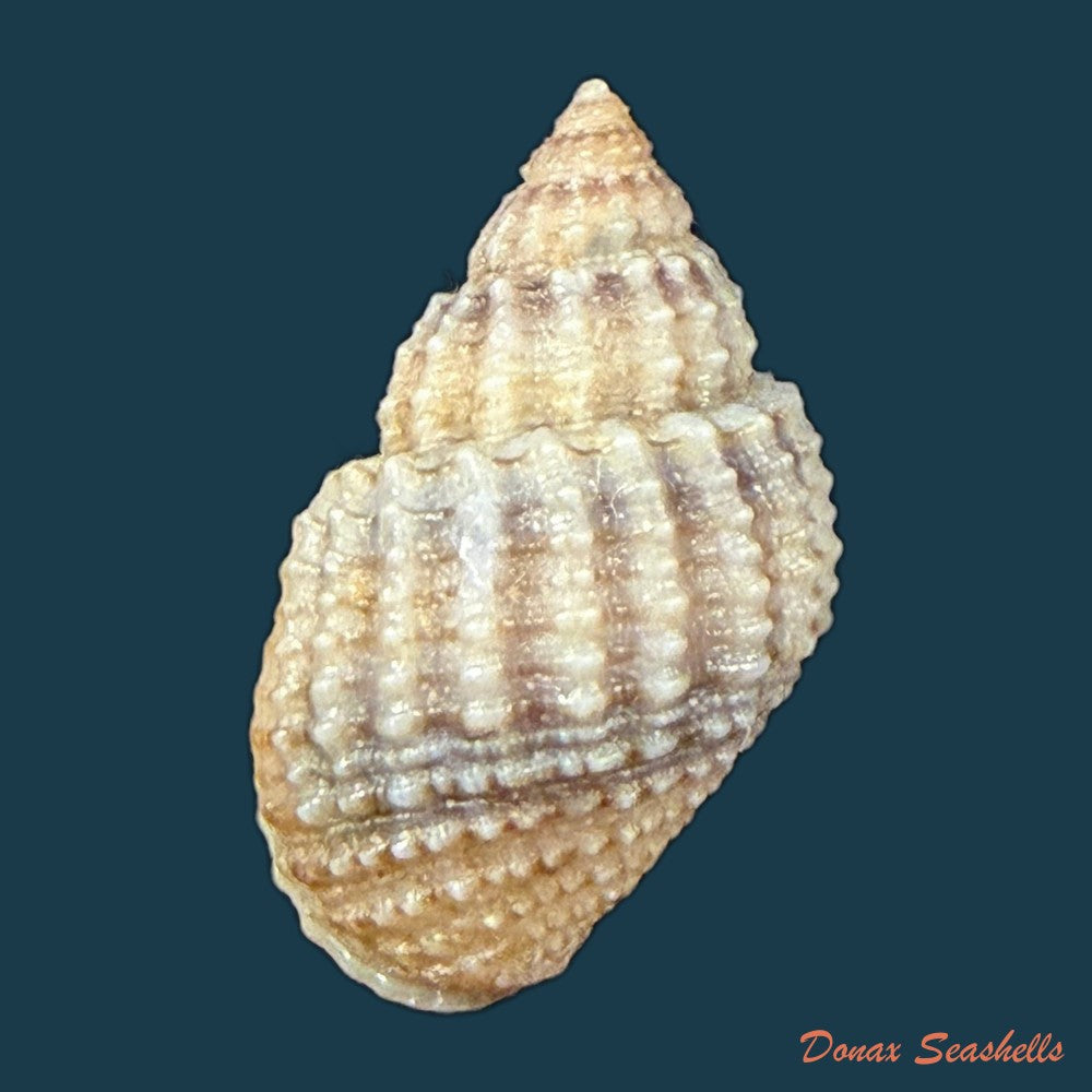 lavigeria-nassa-woodward-1859-18-9mm-copia