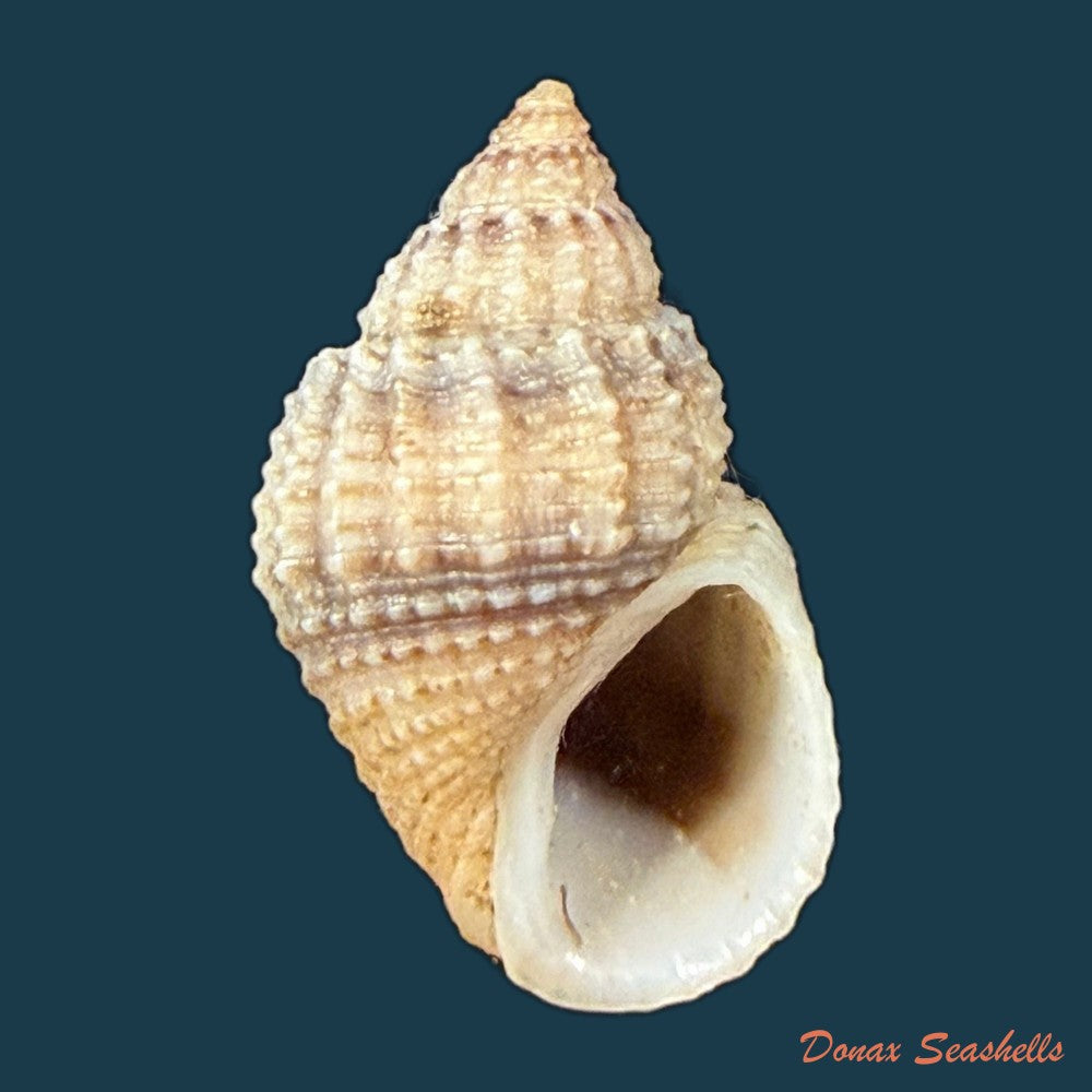 lavigeria-nassa-woodward-1859-18-9mm-copia