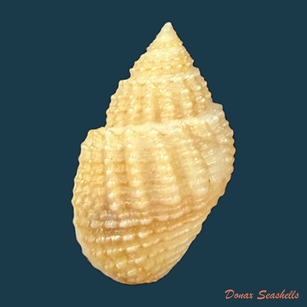 lavigeria-nassa-woodward-1859-19-9mm-copia