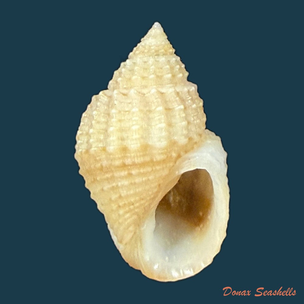 lavigeria-nassa-woodward-1859-19-9mm-copia