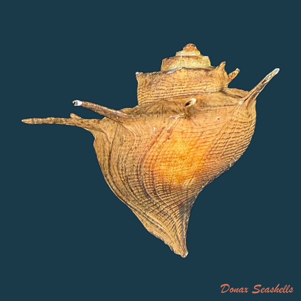 lavigeria-nassa-woodward-1859-20-3mm-copia