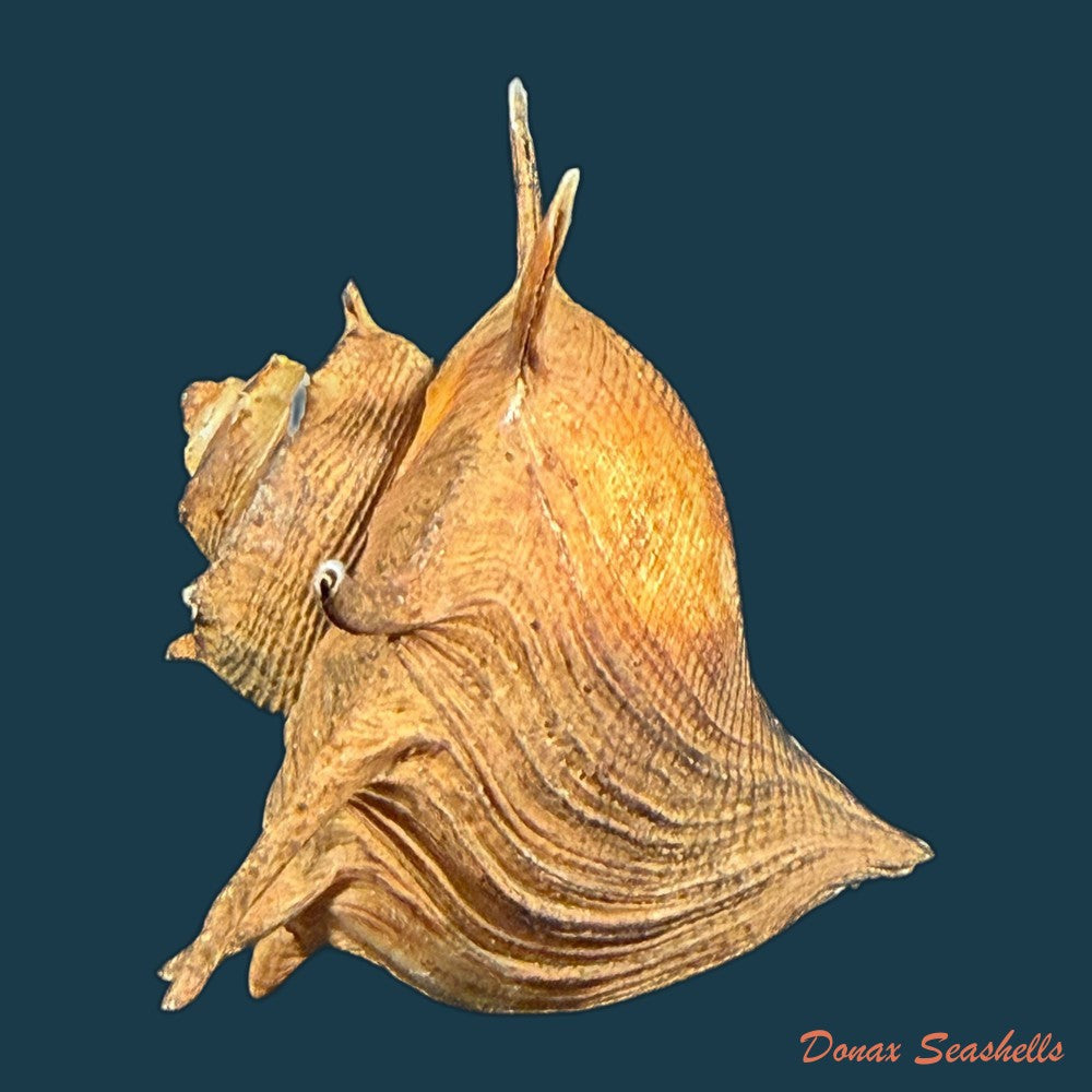 lavigeria-nassa-woodward-1859-20-3mm-copia