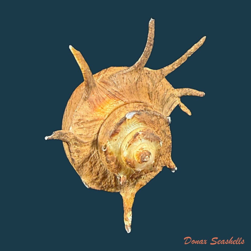 lavigeria-nassa-woodward-1859-20-3mm-copia