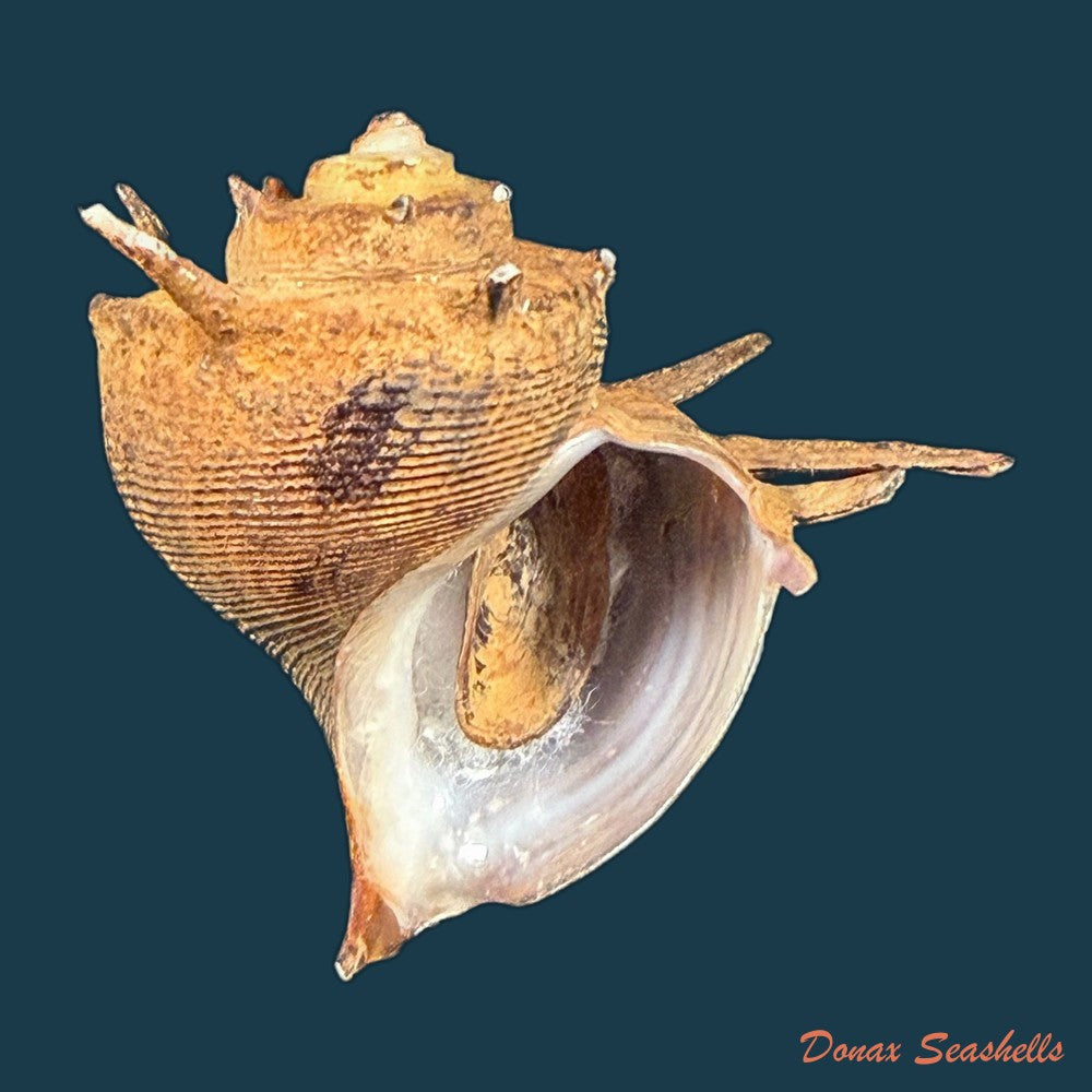 lavigeria-nassa-woodward-1859-20-3mm-copia