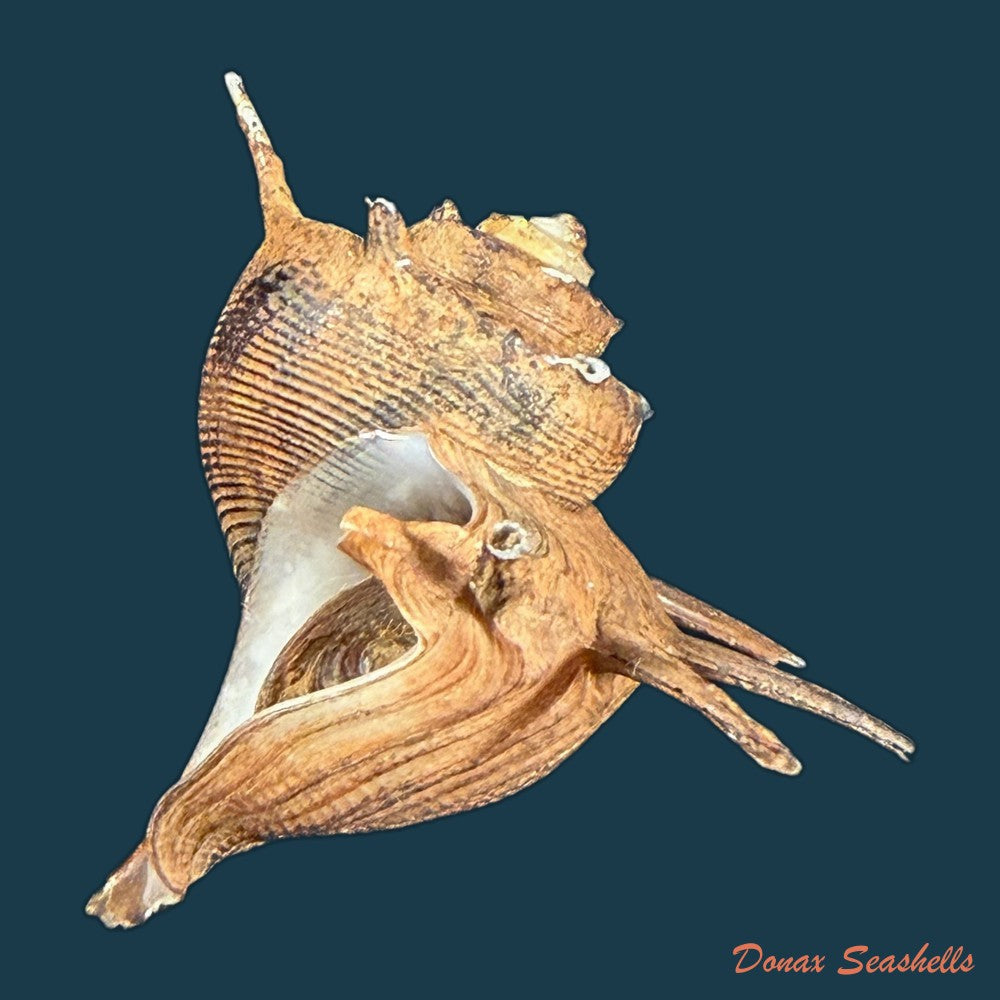 lavigeria-nassa-woodward-1859-20-3mm-copia