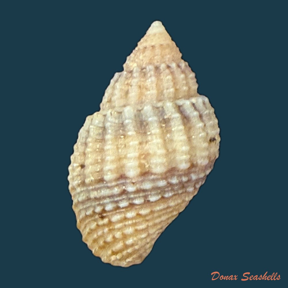 lavigeria-nassa-woodward-1859-copia