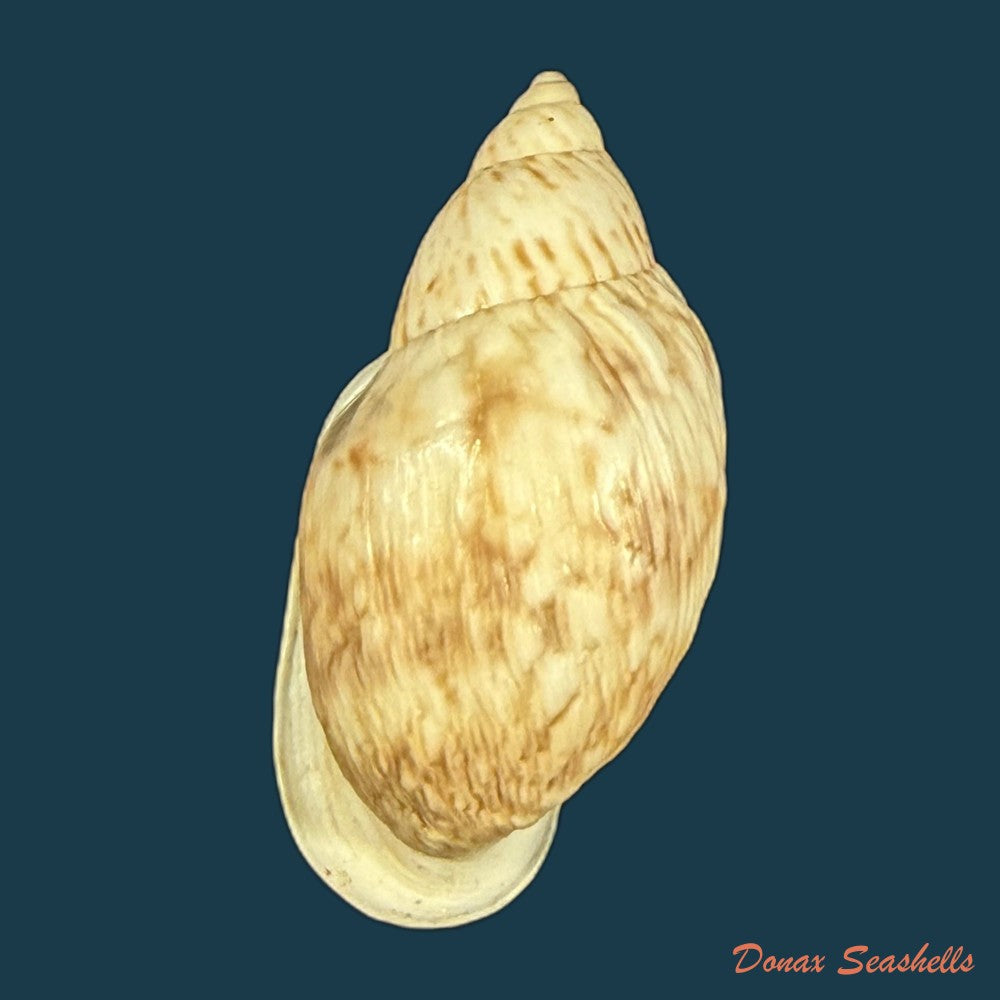 leiostracus-vittatus-spix-1827-37-5mm-copia