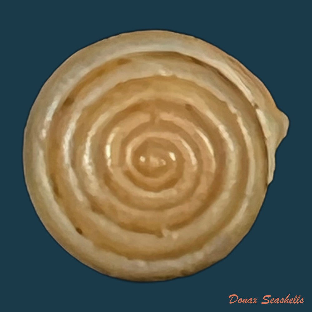 leptaxis-groviana-a-ferussac-1832-21-2mm-copia