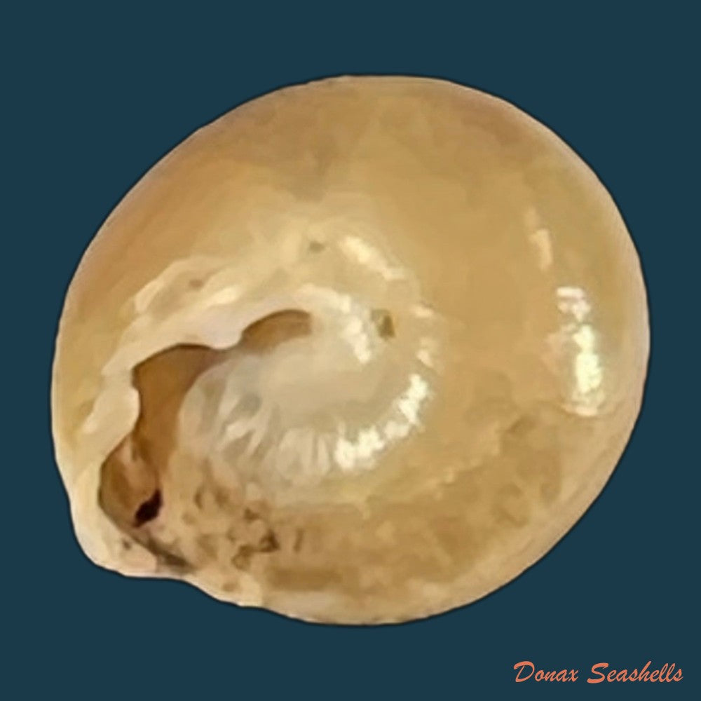 leptaxis-groviana-a-ferussac-1832-21-2mm-copia