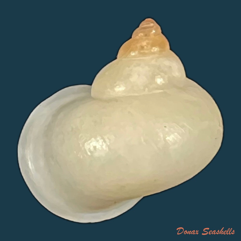 leptopoma-perlucidum-grateloup-1840-14-7mm-copia