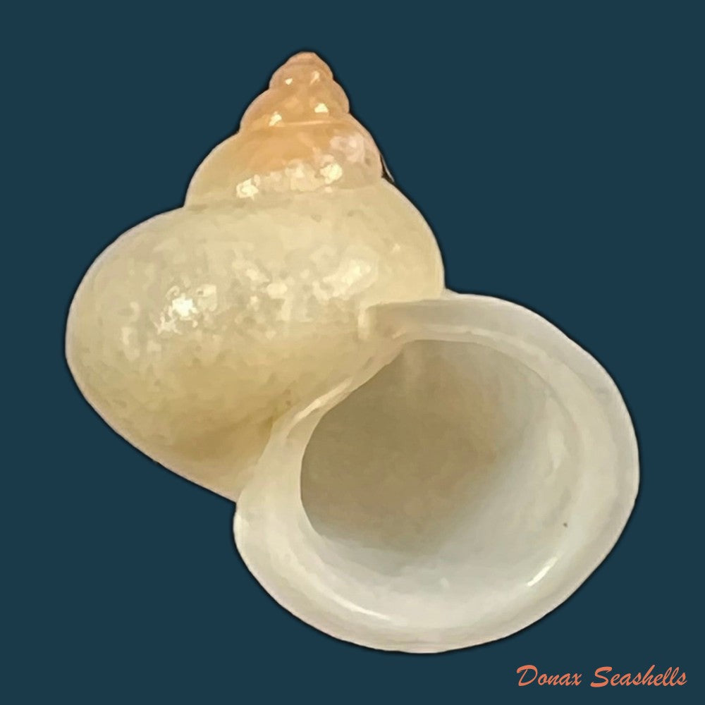 leptopoma-perlucidum-grateloup-1840-14-7mm-copia