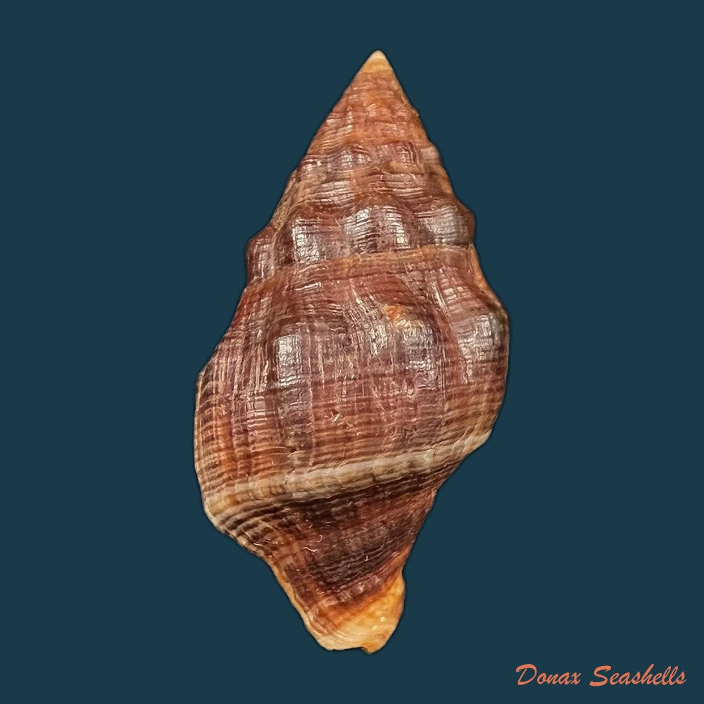 leucozonia-nassa-gmelin-1791-41-9mm-copia