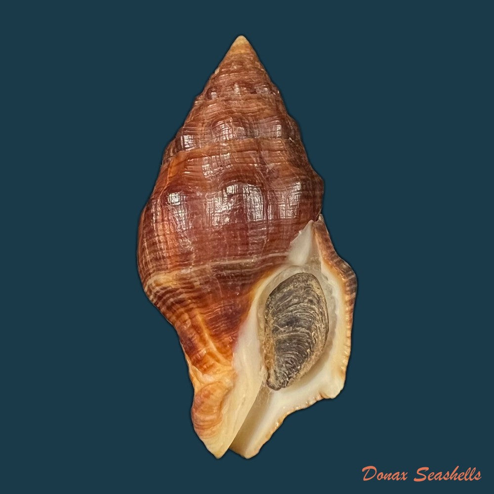leucozonia-nassa-gmelin-1791-41-9mm-copia