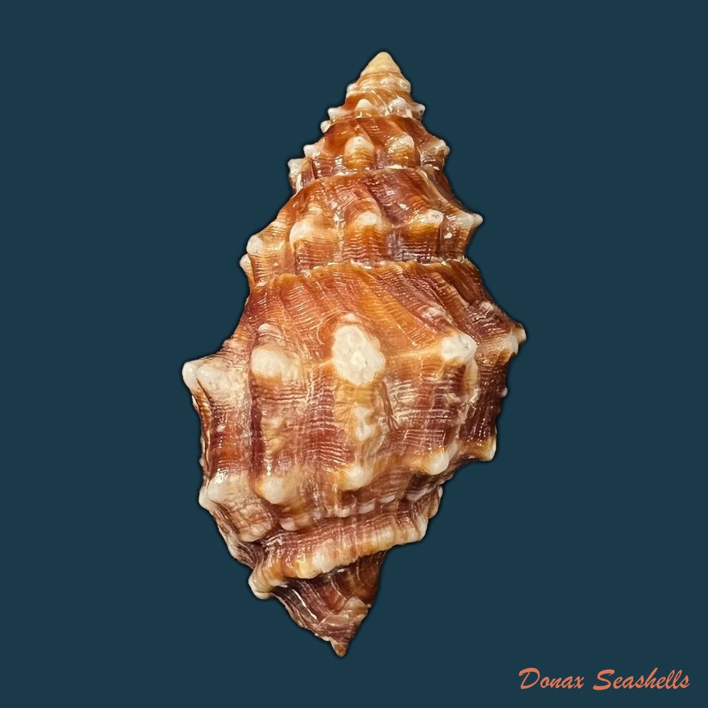 leucozonia-nassa-gmelin-1791-43-1mm-copia-1
