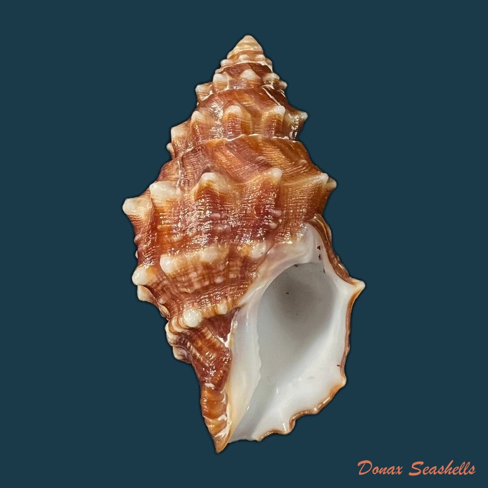 leucozonia-nassa-gmelin-1791-43-1mm-copia-1