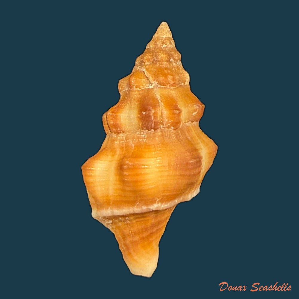 leucozonia-nassa-gmelin-1791-43-1mm-copia-2