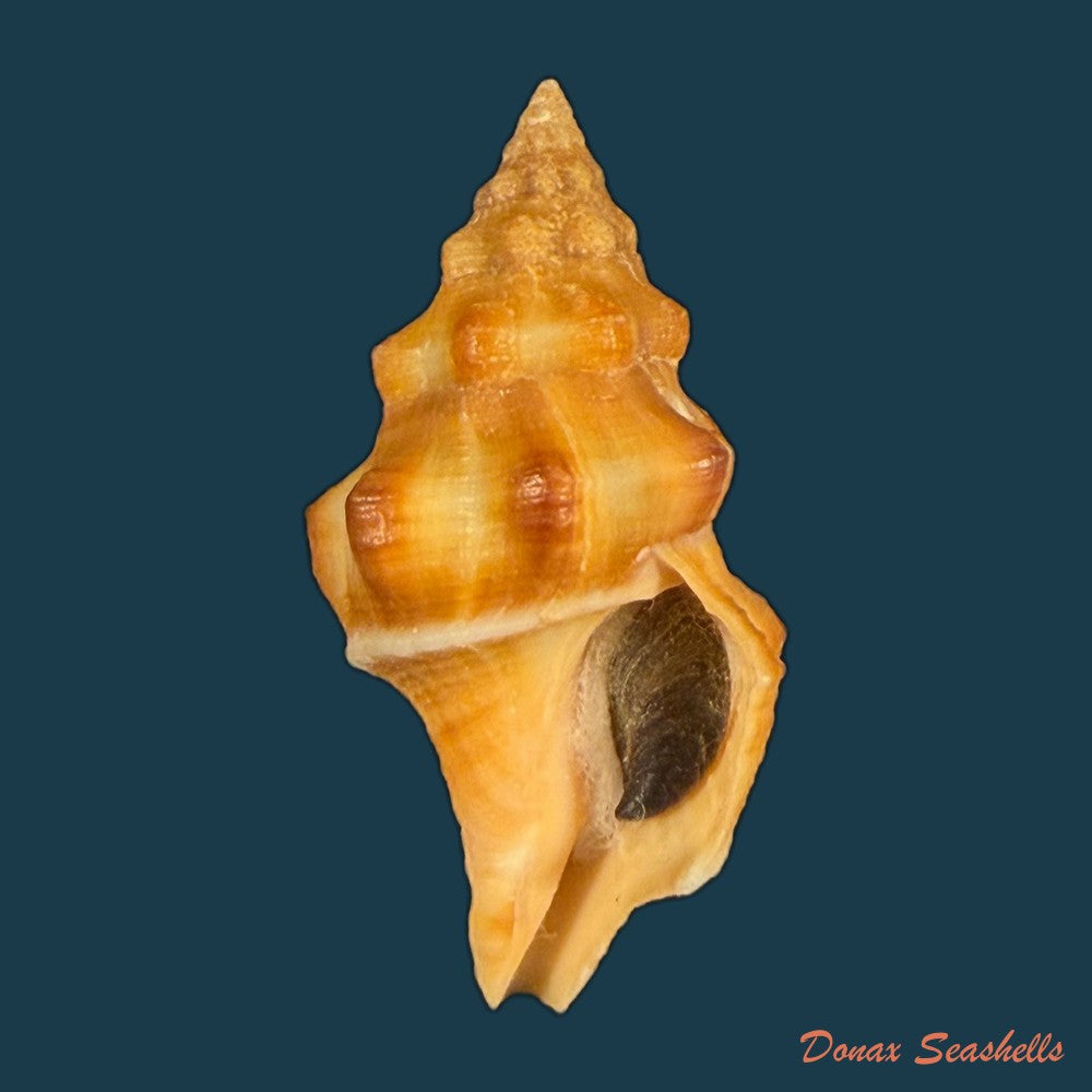 leucozonia-nassa-gmelin-1791-43-1mm-copia-2