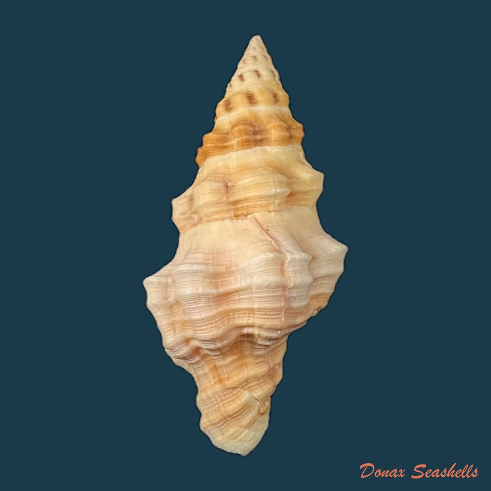 leucozonia-nassa-gmelin-1791-43-1mm-copia