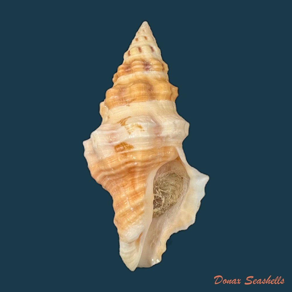 leucozonia-nassa-gmelin-1791-43-1mm-copia