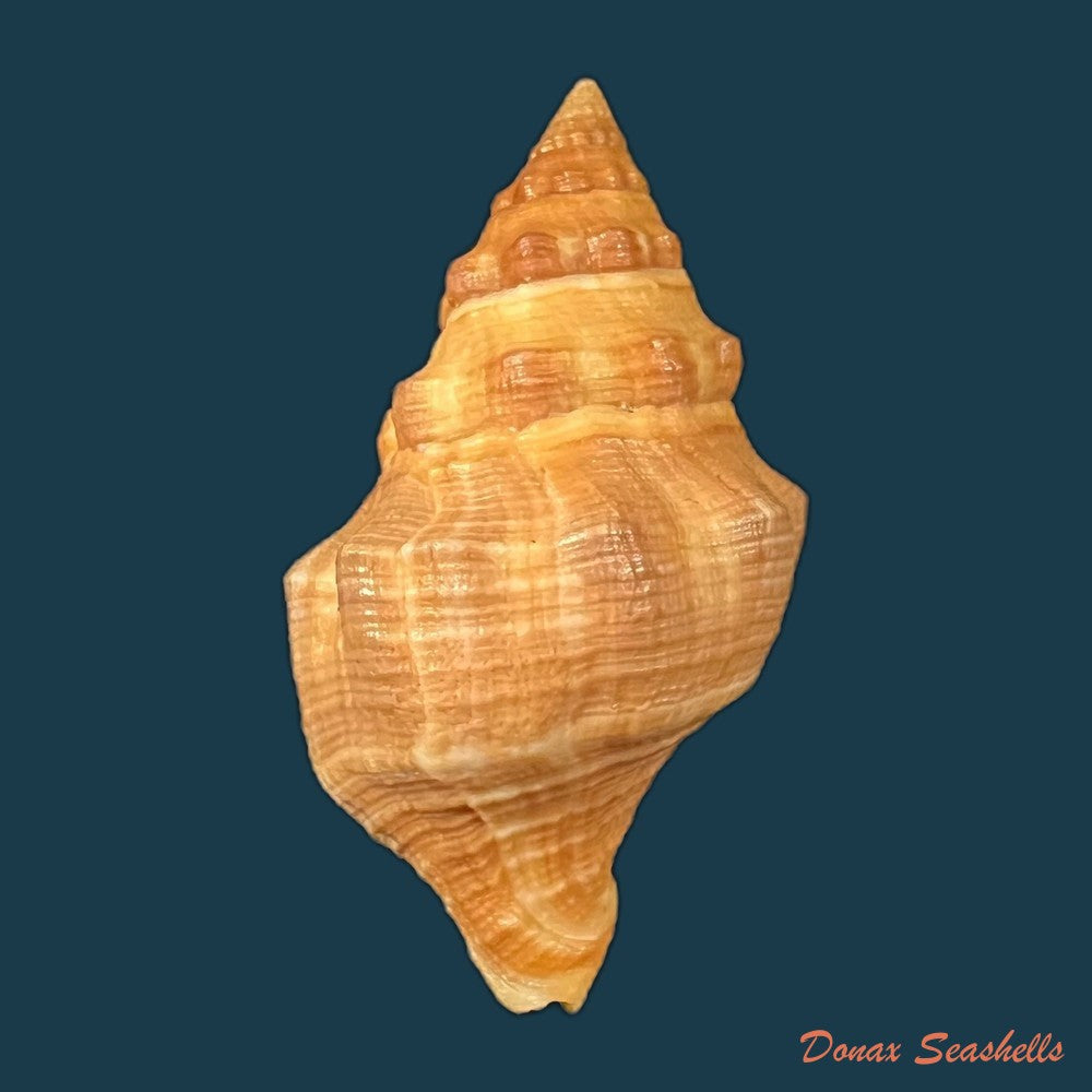 leucozonia-nassa-gmelin-1791-47-8mm-copia