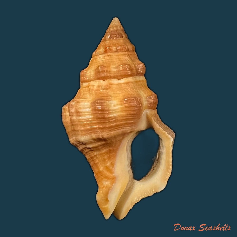 leucozonia-nassa-gmelin-1791-47-8mm-copia
